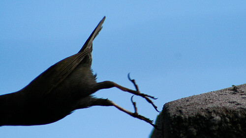 Override of the title zelfmoord kraai