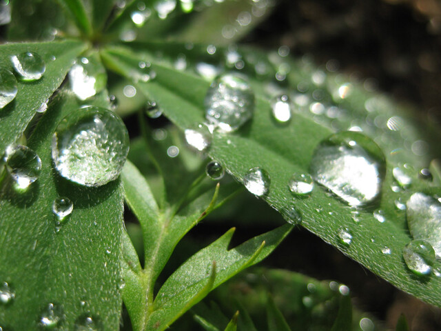 Noorderlicht blad dauw